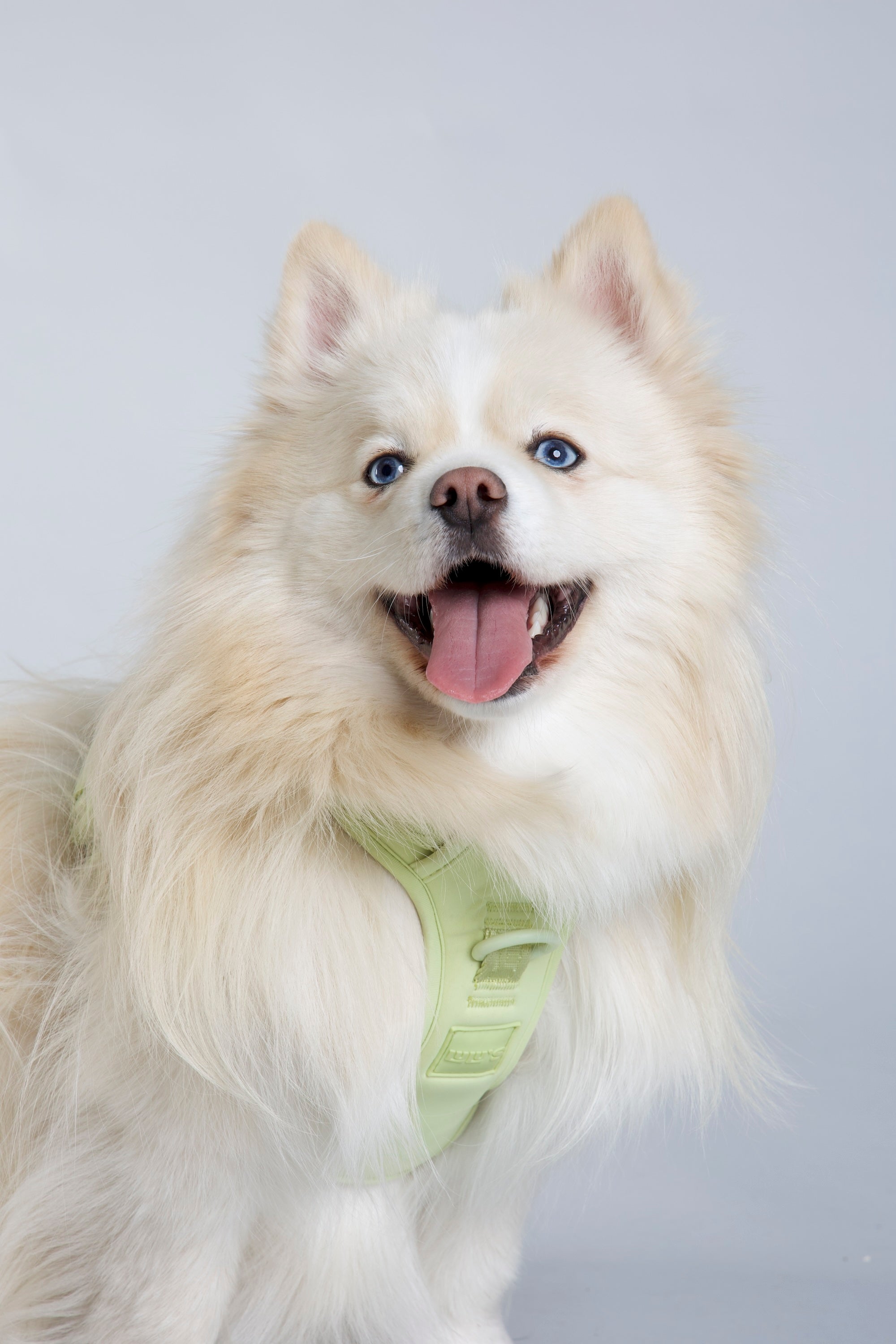 a fluffy, cream-colored dog with bright blue eyes and a wide smile, looking directly at the camera with its tongue out. The dog is wearing a Matcha Green harness from Lulu's brand. The background is plain and light, which helps to keep the focus on the dog and its harness. The dog's happy expression and the soft lighting create a cheerful and engaging portrait