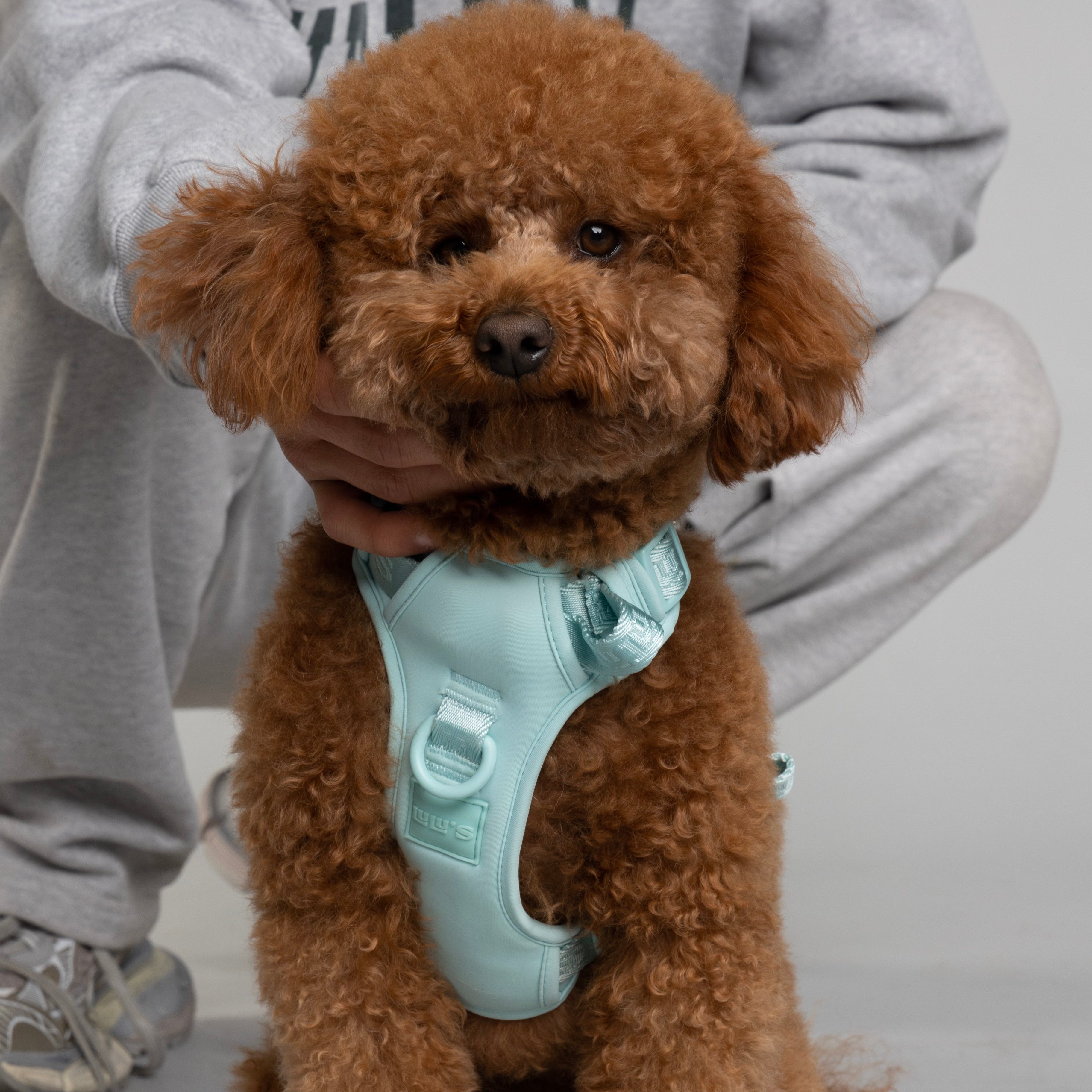 Dog Harness