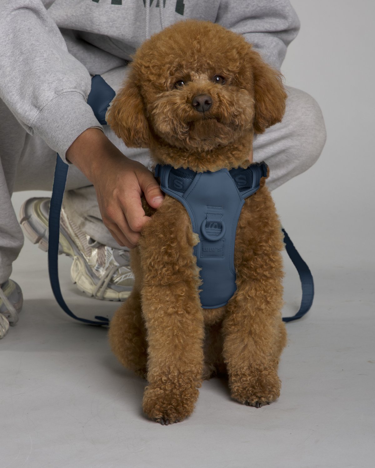 Lulu the poodle wearing the Blueberry Blue LULU’S from Cali dog harness with matching leash and pouch