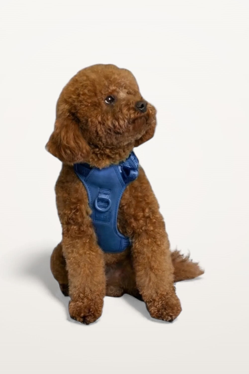 Small brown poodle wearing a Blueberry Blue Lulu’s from Cali dog harness, front view