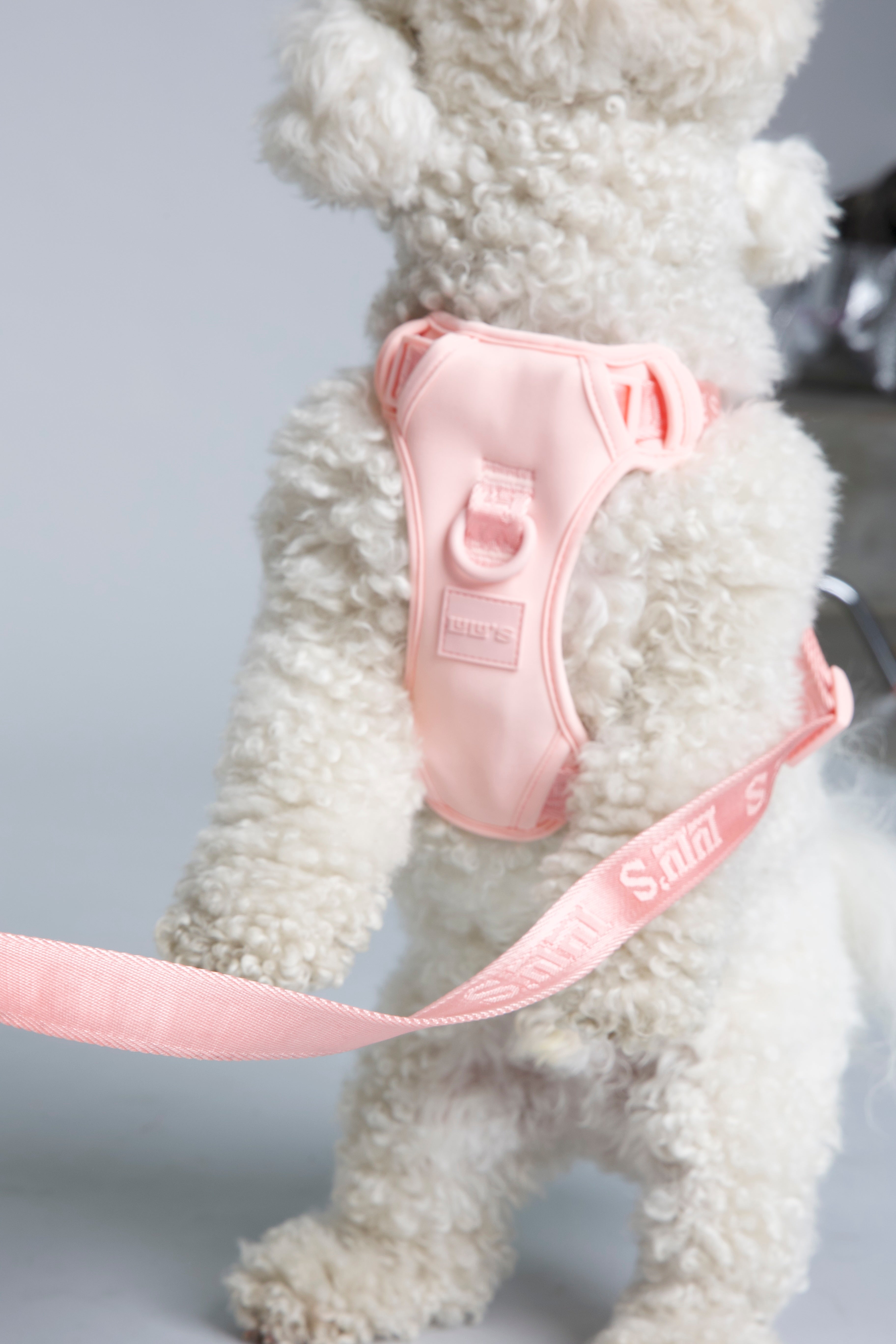 White fluffy dog wearing a Blush Pink Lulu’s from Cali harness with matching leash.
