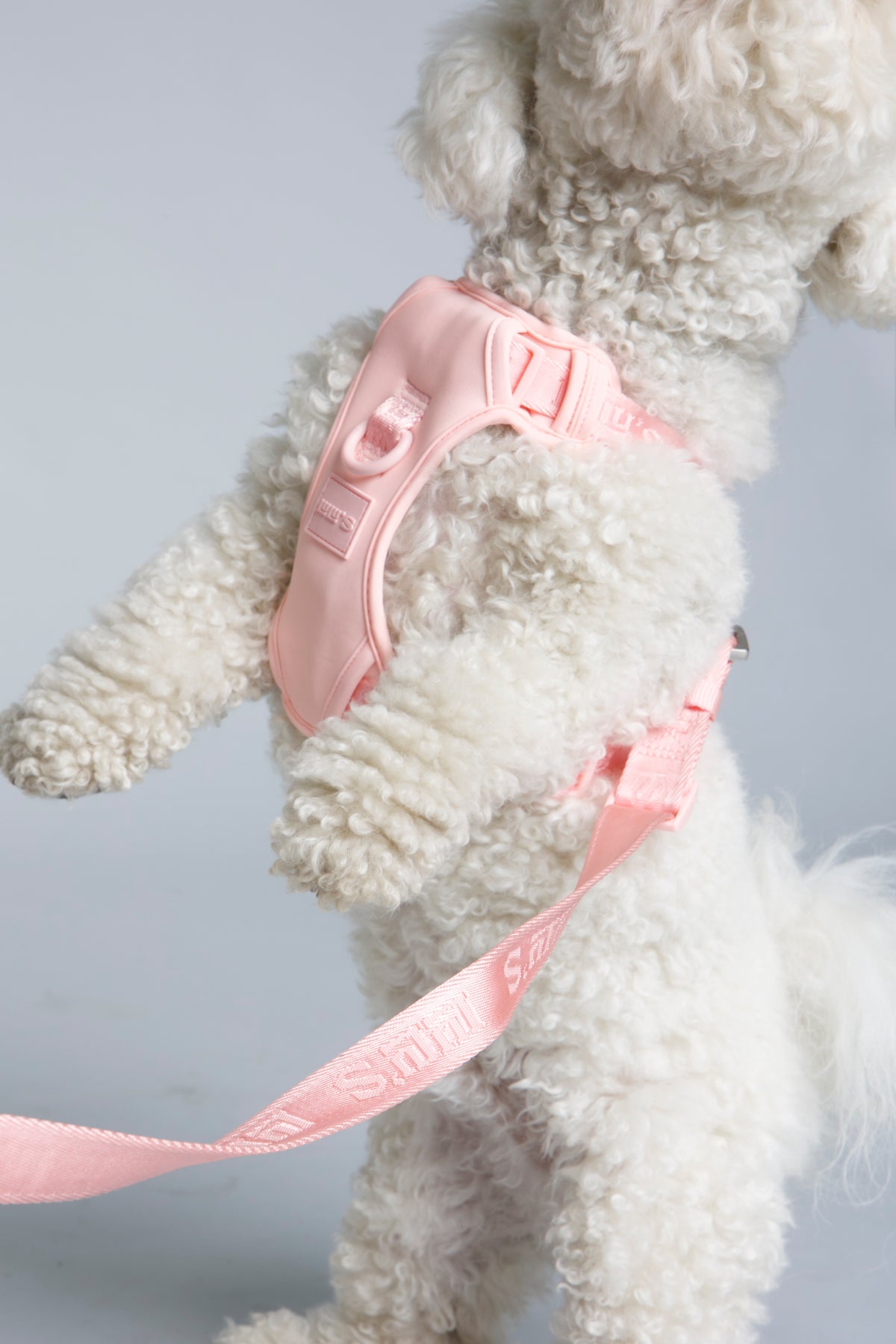 White fluffy dog with a Lulu’s from Cali Blush Pink dog leash.