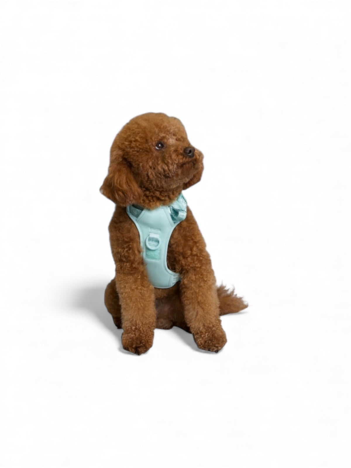 Small brown dog wearing a Cali Blue Lulu’s from Cali harness, showcasing the comfortable fit, adjustable straps, and breathable design.