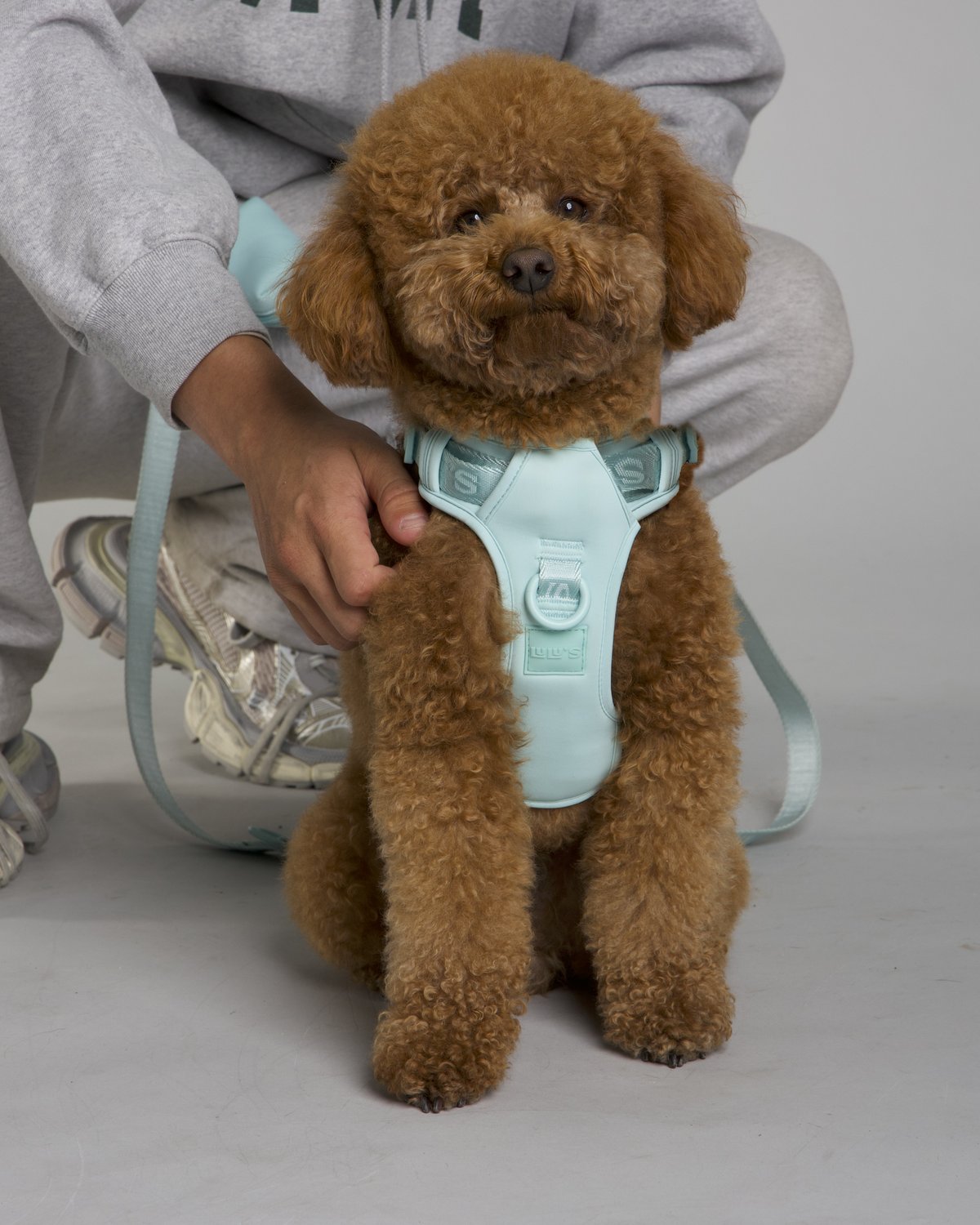 Lulu the poodle wearing the Cali Blue LULU’S from Cali dog harness with matching leash and pouch