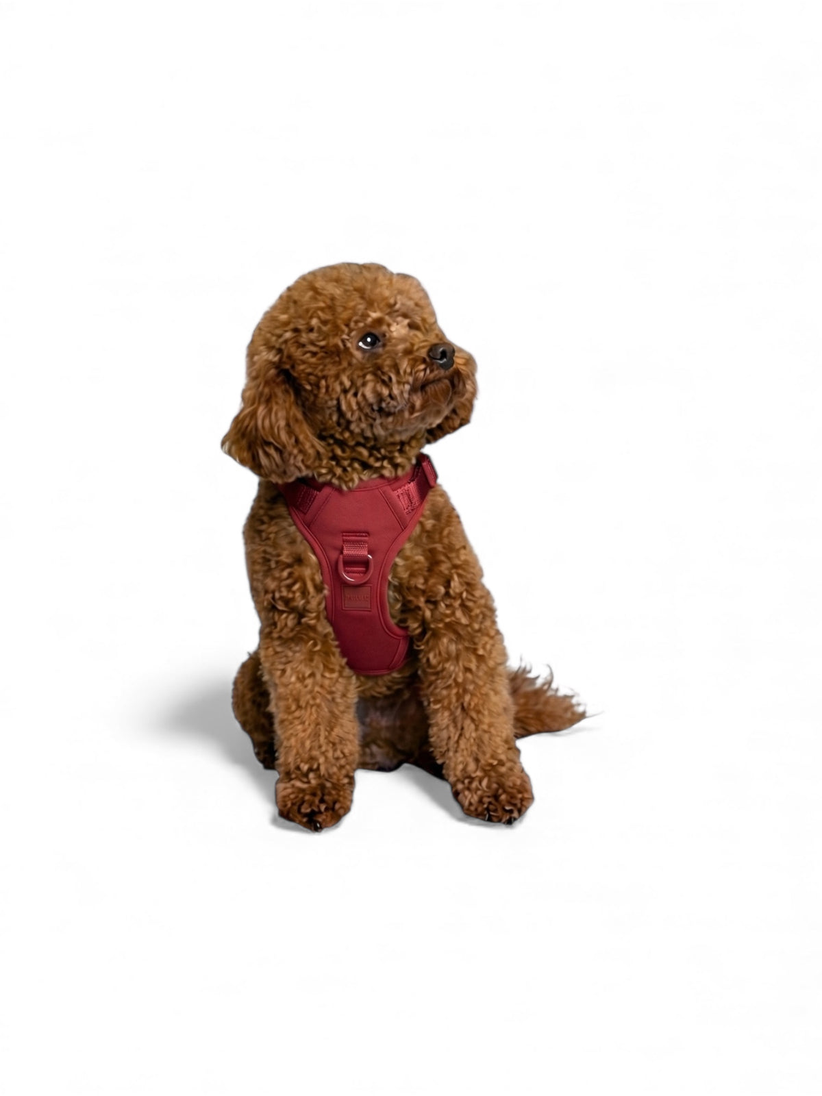Small brown dog wearing a Cherry Red Lulu’s from Cali harness, showcasing the comfortable fit, adjustable straps, and breathable design.