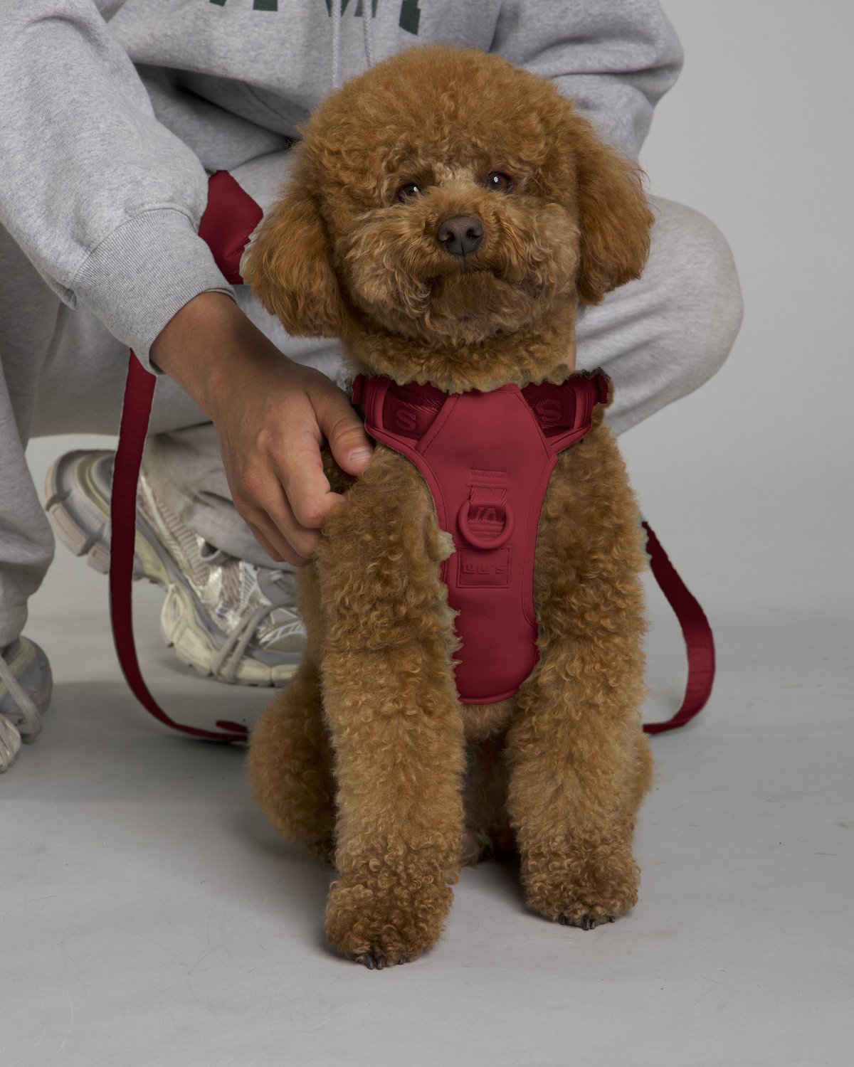 Lulu the poodle wearing the Cherry Red LULU’S from Cali dog harness with matching leash and pouch
