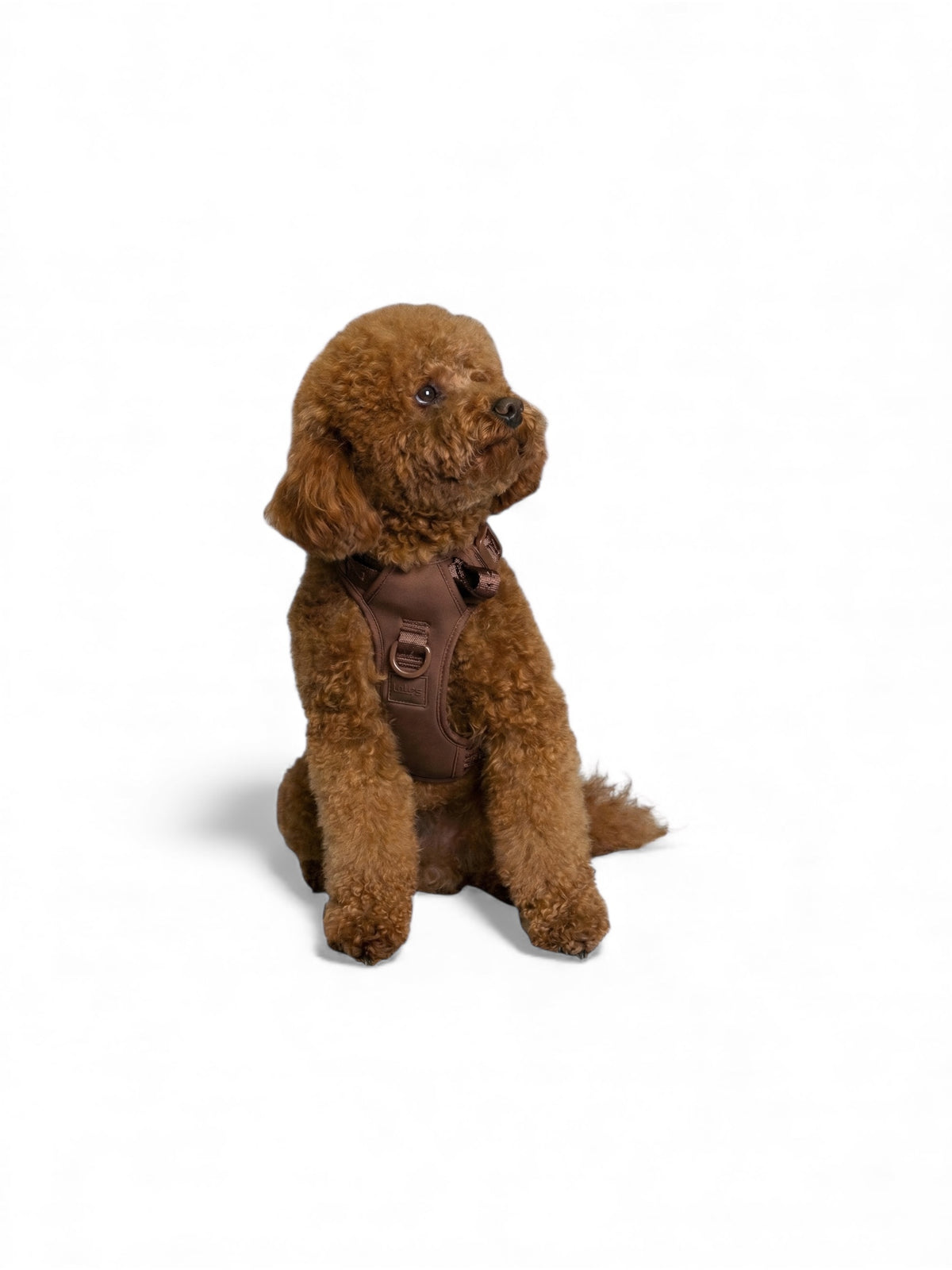 Small brown dog wearing an Espresso Brown Lulu’s from Cali harness, showcasing the comfortable fit, adjustable straps, and breathable design.