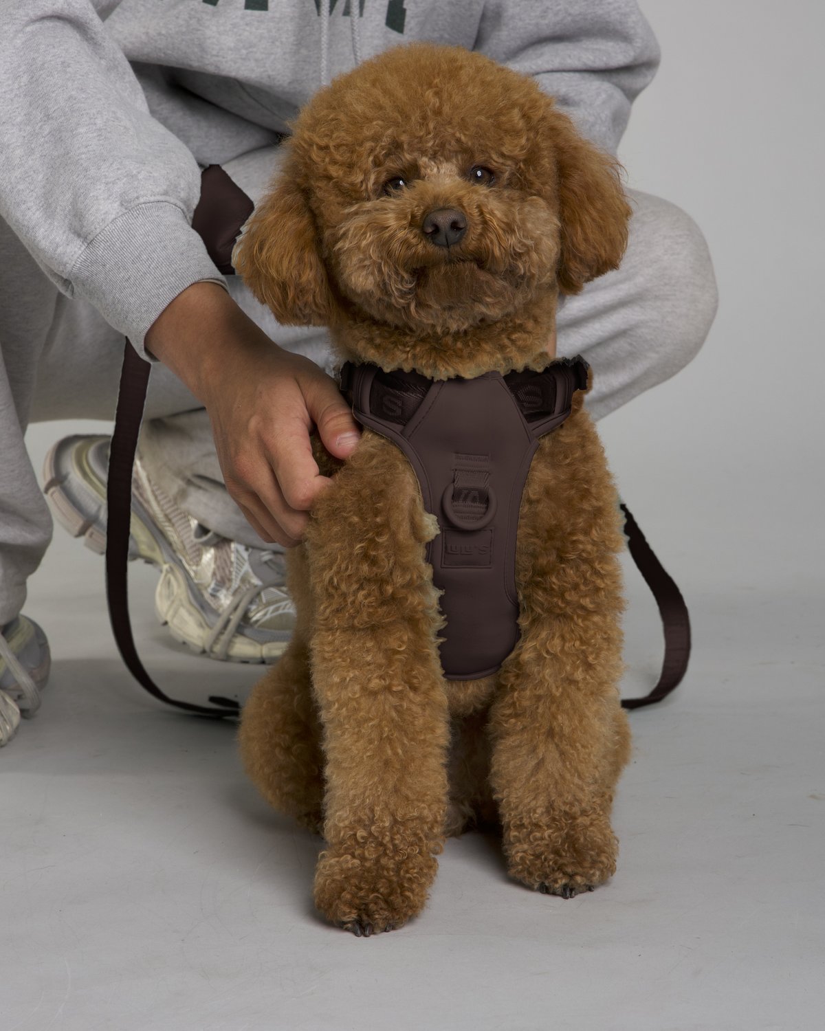 Lulu the poodle wearing the Espresso Brown LULU’S from Cali dog harness with matching leash and pouch