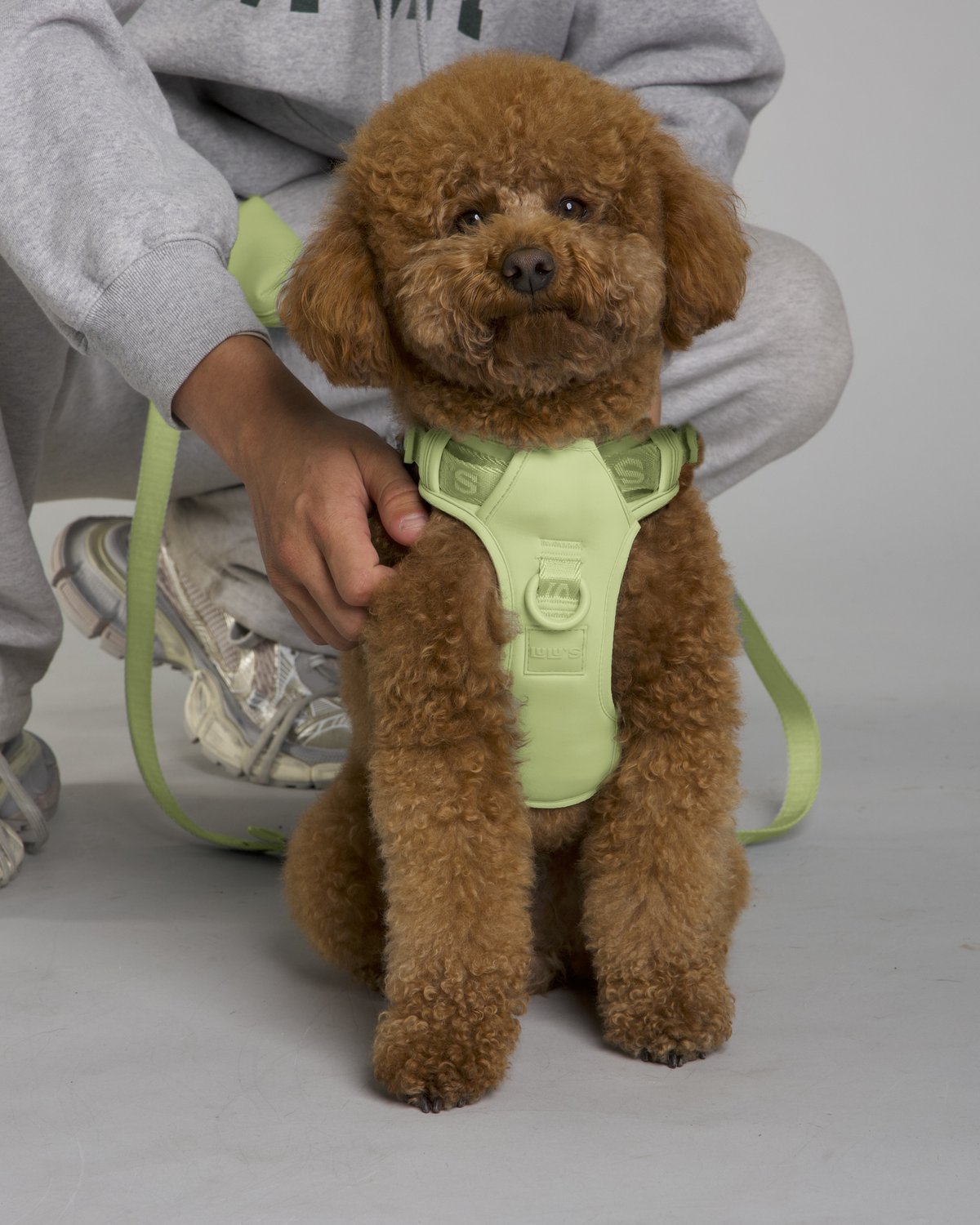 Lulu the poodle wearing the Matcha Green LULU’S from Cali dog harness with matching leash and pouch