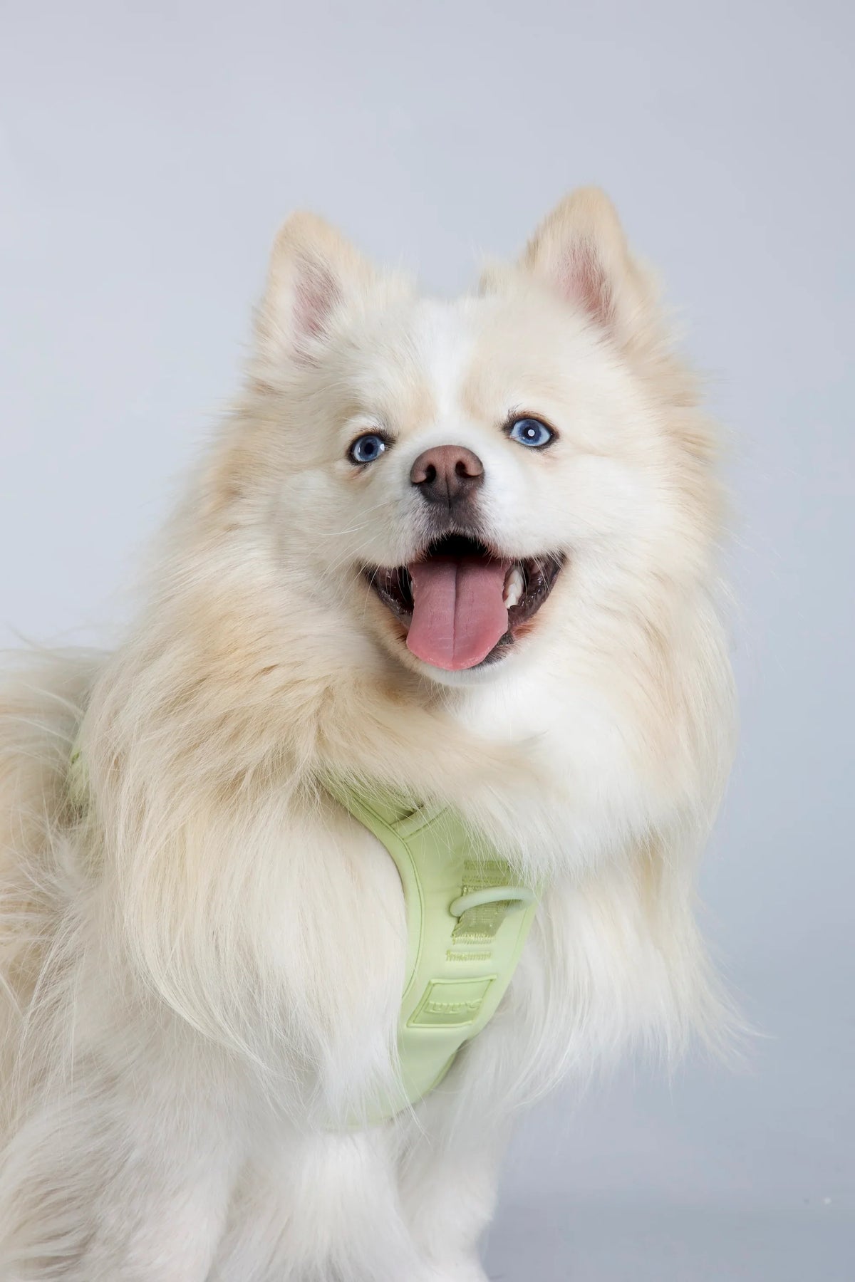 Fluffy cream-colored dog wearing a Matcha Green Lulu’s from Cali adjustable dog harness on a neutral background.