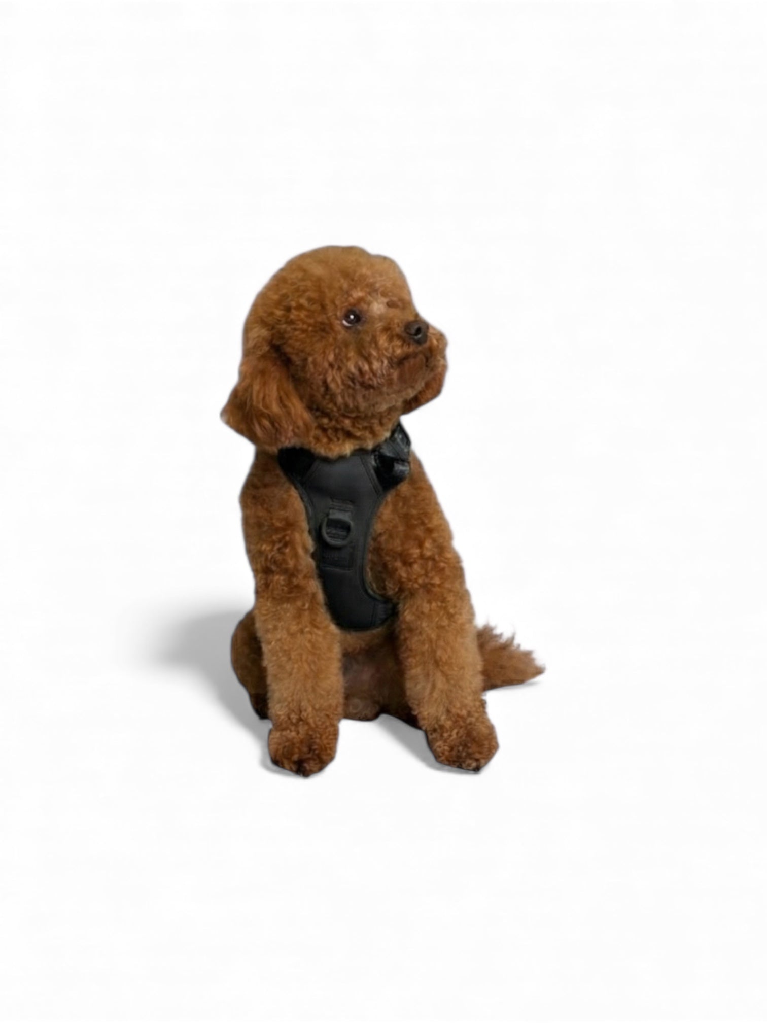 Small brown dog wearing a Midnight Black Lulu’s from Cali harness on a white background.
