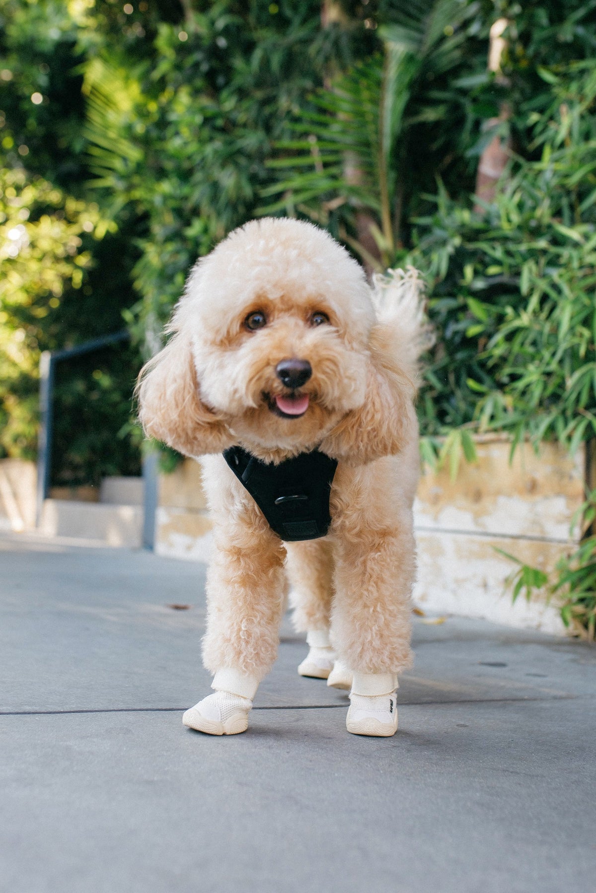 Poodle wearing a Midnight Black Lulu’s from Cali dog harness while standing outdoors.