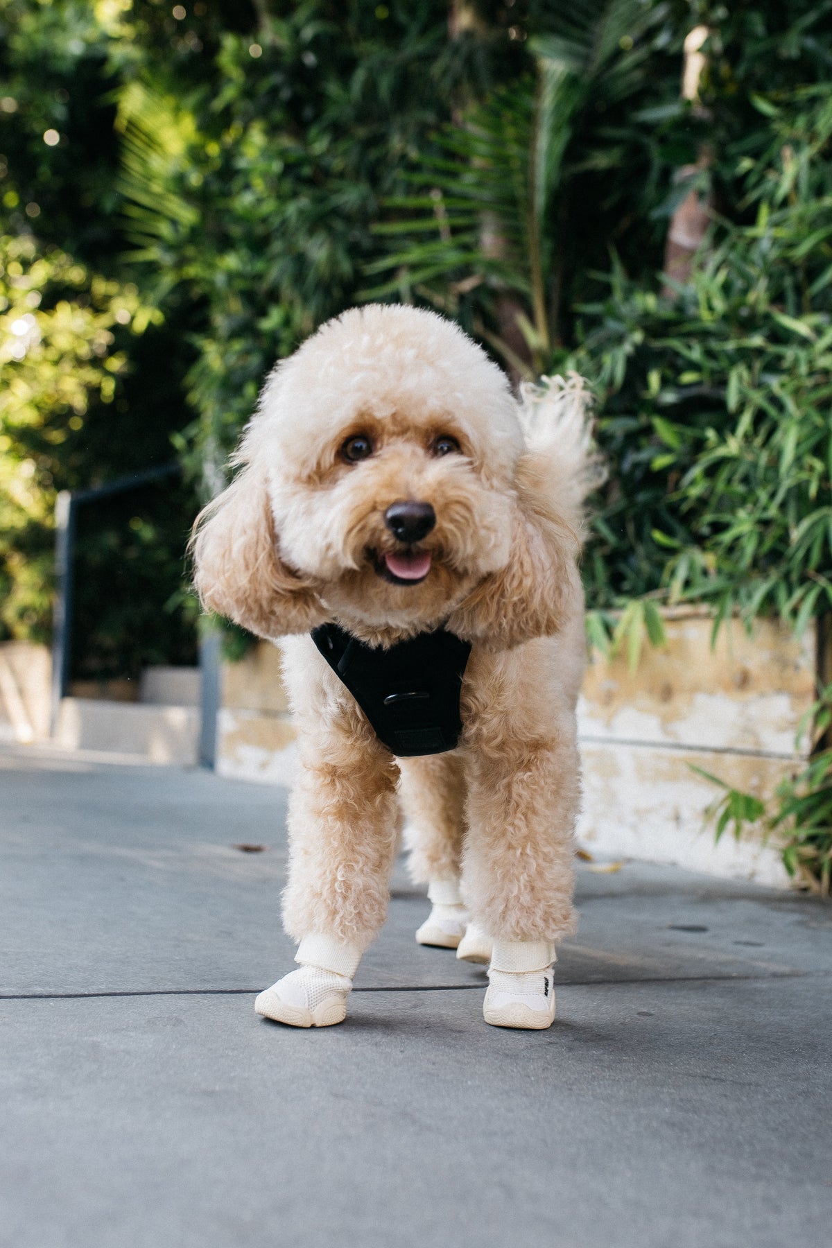 Poodle wearing a Midnight Black Lulu’s from Cali dog harness while standing outdoors.