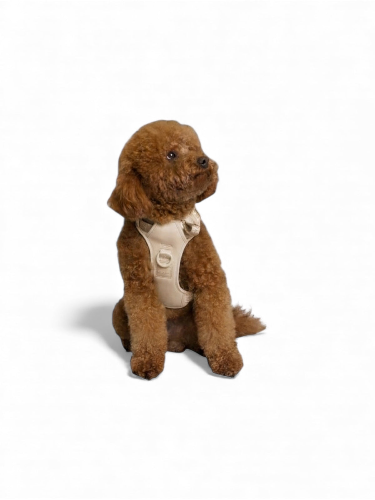 Small brown dog wearing an Oat Beige Lulu’s from Cali harness, showcasing the comfortable fit, adjustable straps, and breathable design.