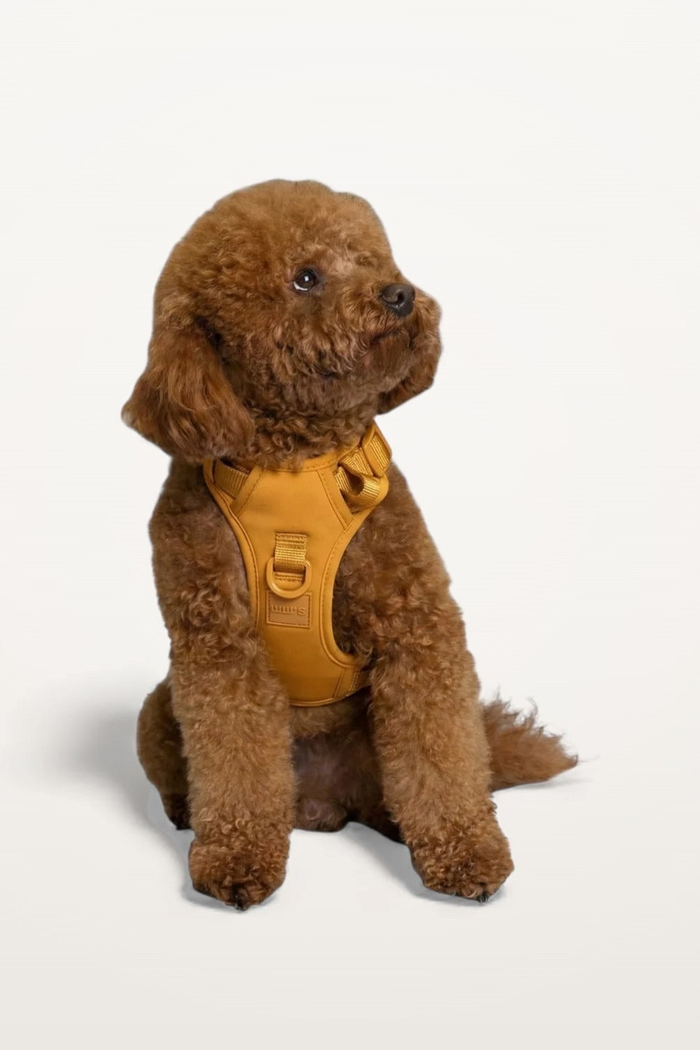 Small brown poodle wearing a Sand Orange Lulu’s from Cali dog harness, front view