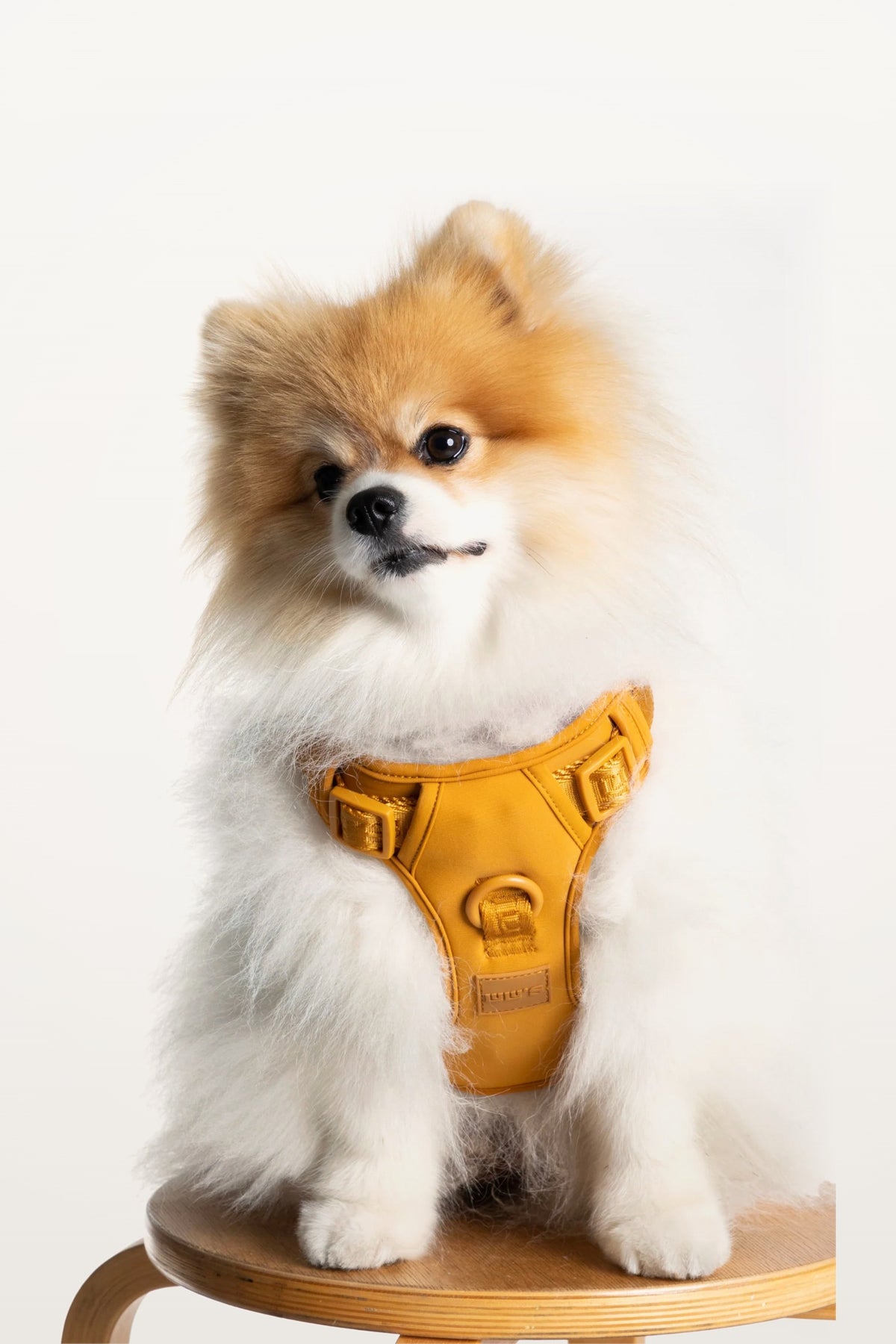 Pomeranian wearing a Sand Orange adjustable dog harness on a light studio background