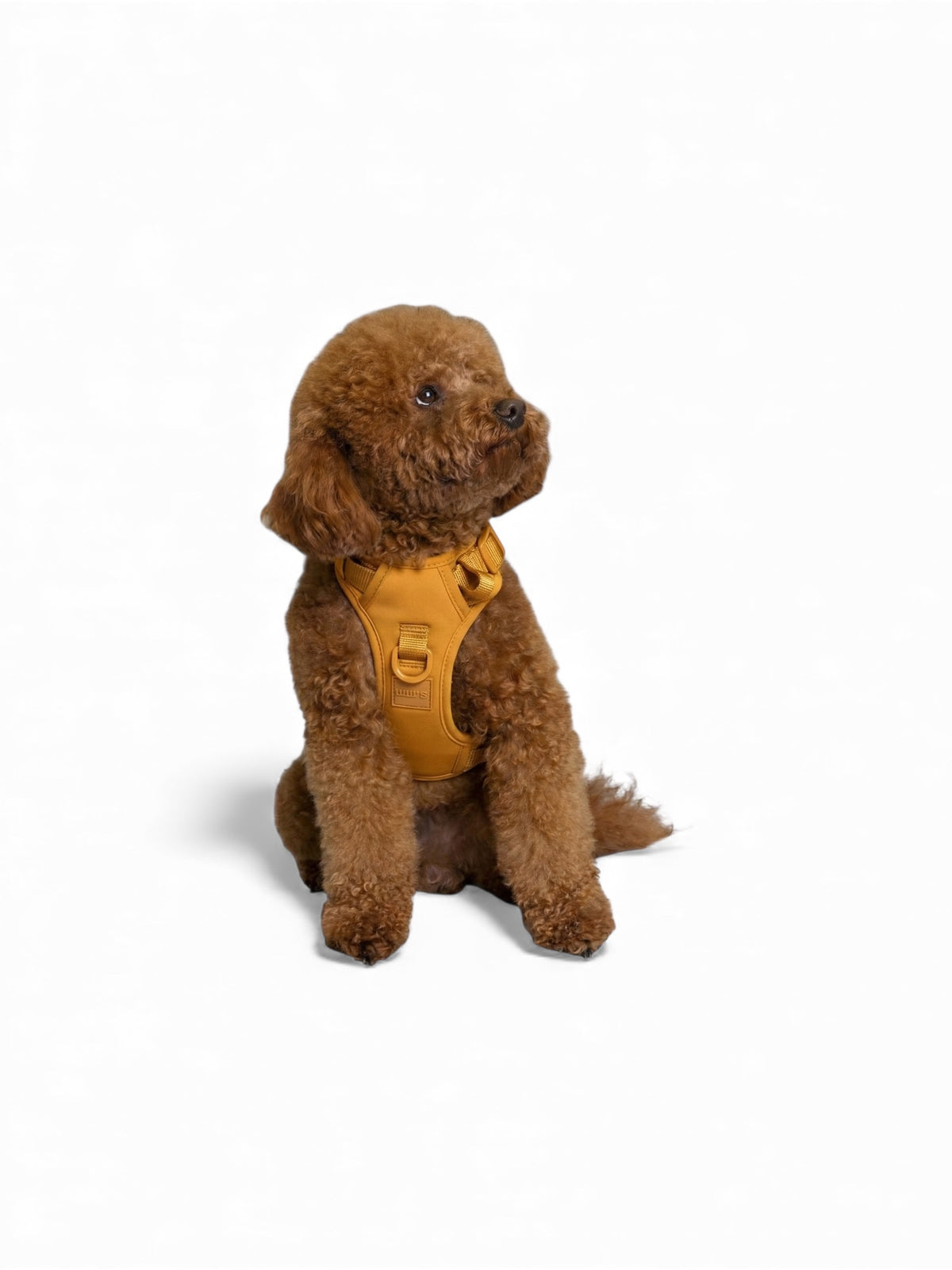 Brown dog wearing a Sand Orange adjustable dog harness on a white background.
