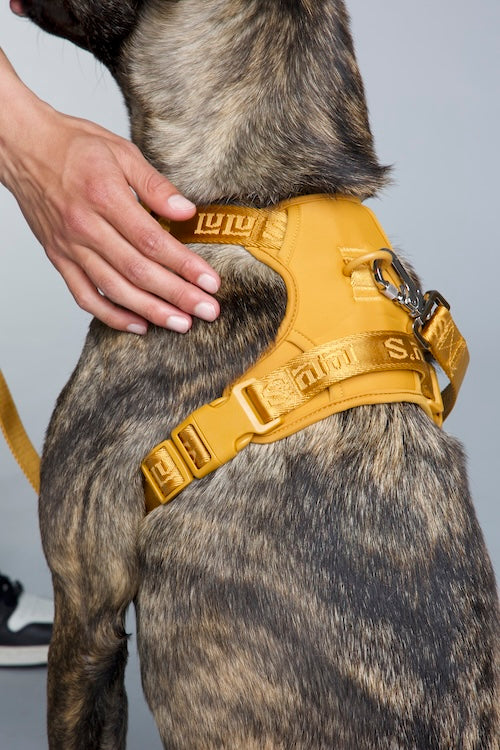 A brindle-colored dog wearing a Sunburnt Orange harness, with a person's hand gently resting on the dog's back. The harness features sturdy straps and metal hardware for secure fastening.